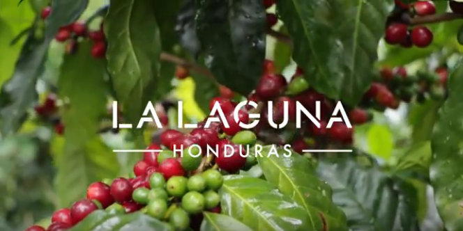 Plantation de café pour la marque Café Royal au Honduras