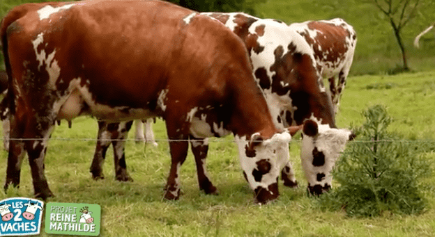 Champs avec des vaches projet la reine Mathilde