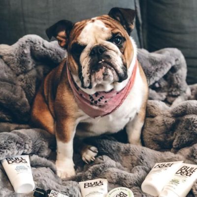 Un bulldog est assis sur un canapé avec des produits de beauté pour homme Bulldog