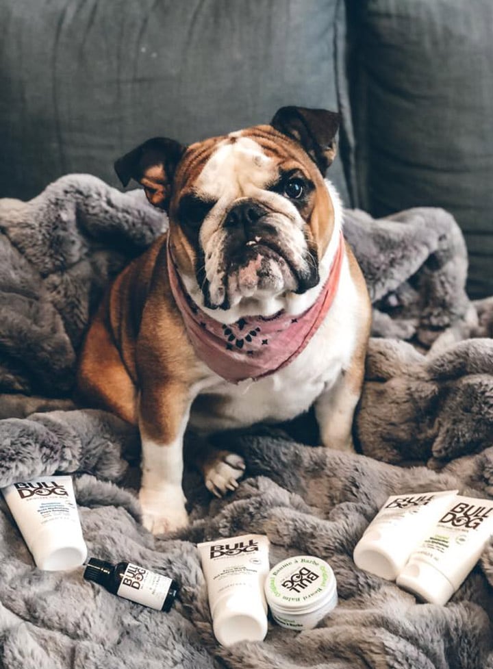 Un bulldog est assis sur un canapé avec des produits de beauté pour homme Bulldog