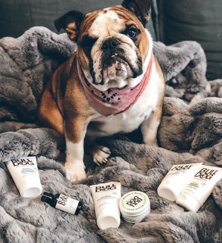 Un bulldog et des produits de beauté pour homme Bulldog