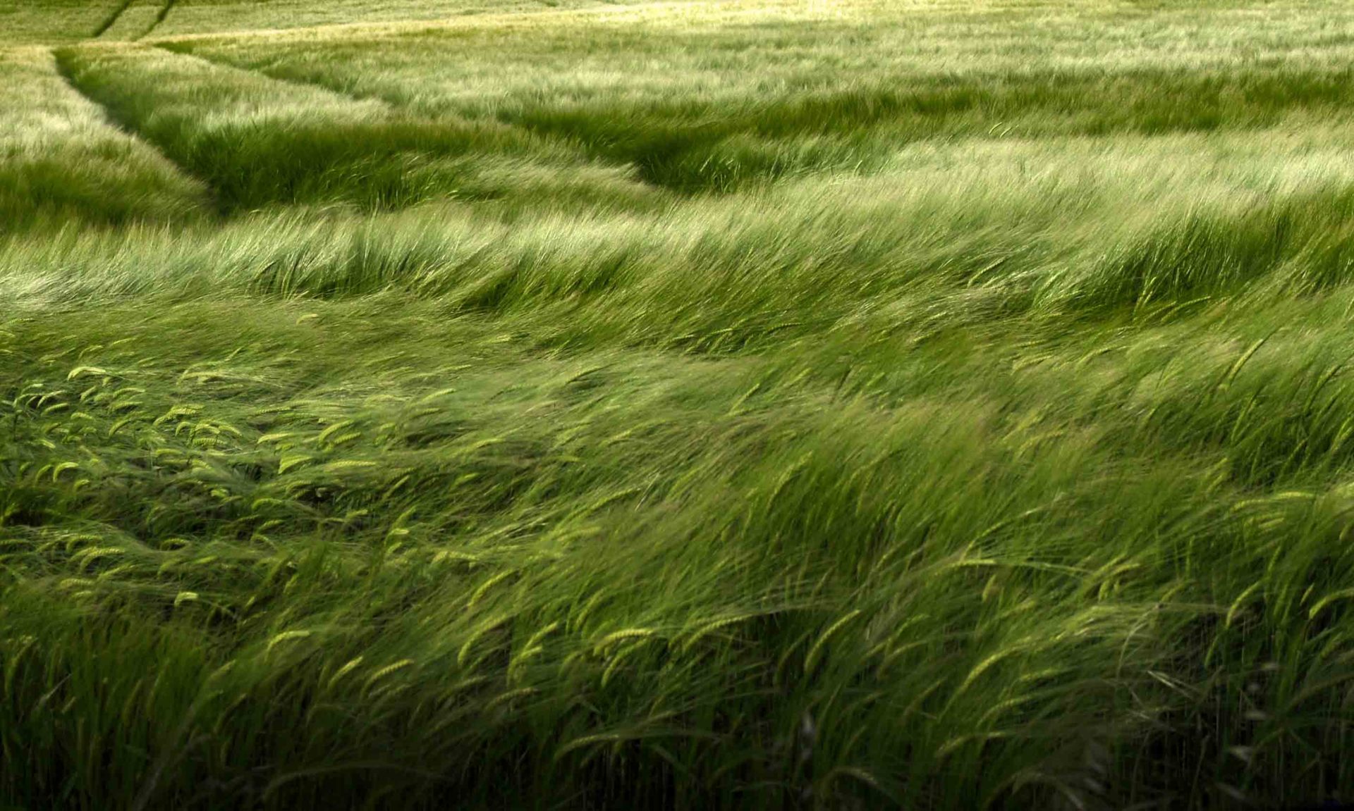 Grande prairie d'herbe verte avec champ de blé