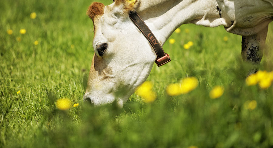 Les 2 Vaches, vaches dans un champs qui broute