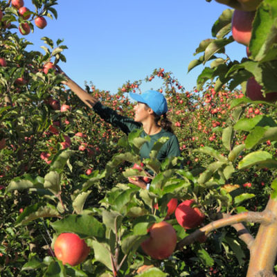 une femme cueille une pomme Pink Lady dans un verger