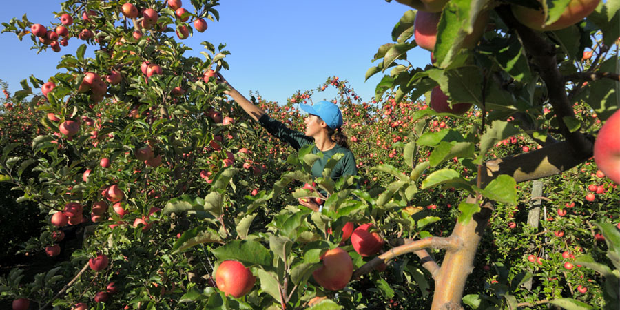 une femme cueille une pomme Pink Lady dans un verger